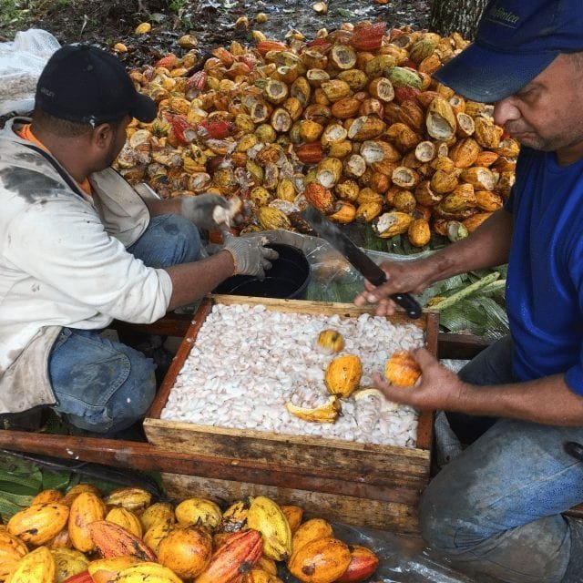 Após grande queda, preço do cacau tem uma leve recuperação e chega a R$ 170 a arroba