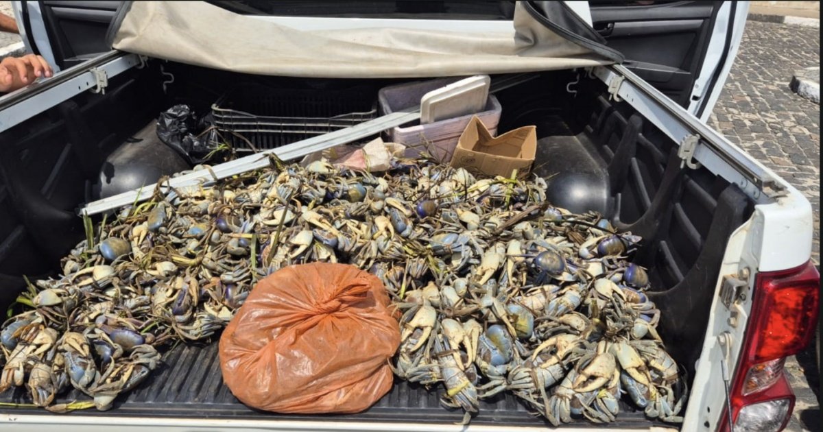 Operação apreende mais de 1.500 caranguejos e guaiamuns em município da região