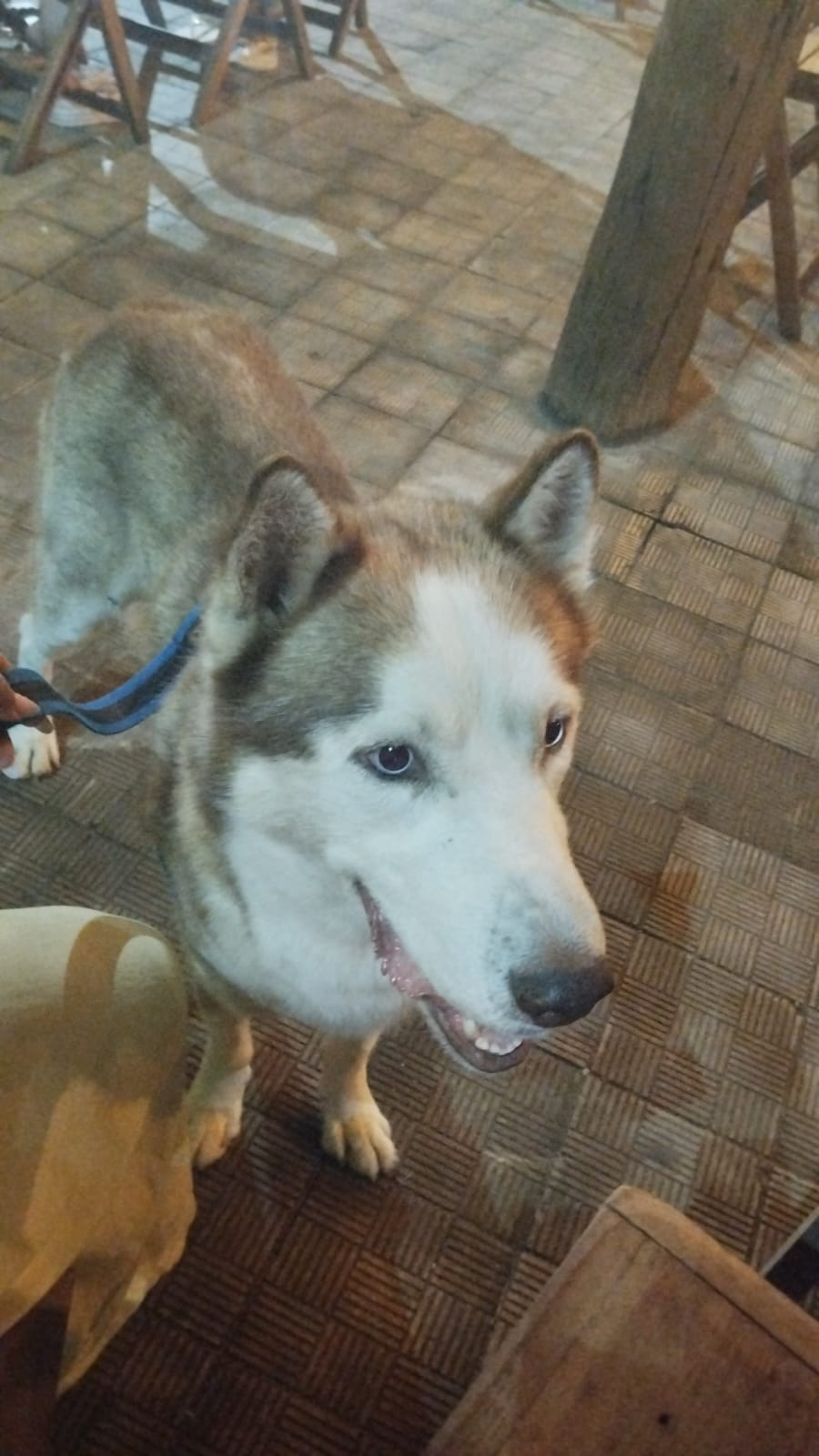 Cachorro é encontrado na Praça São José nesta quarta (29) e pode estar perdido