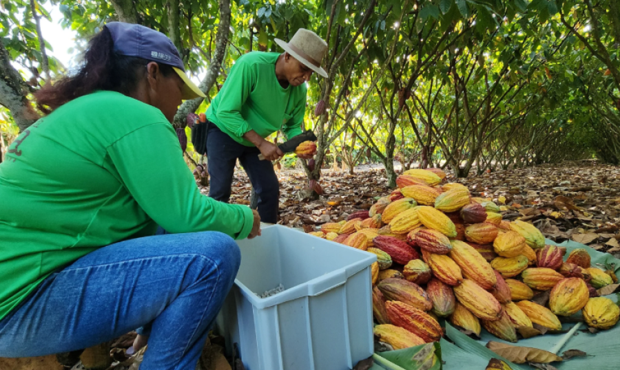 Arroba do cacau chega a R$ 240 e traz mais confiança aos produtores