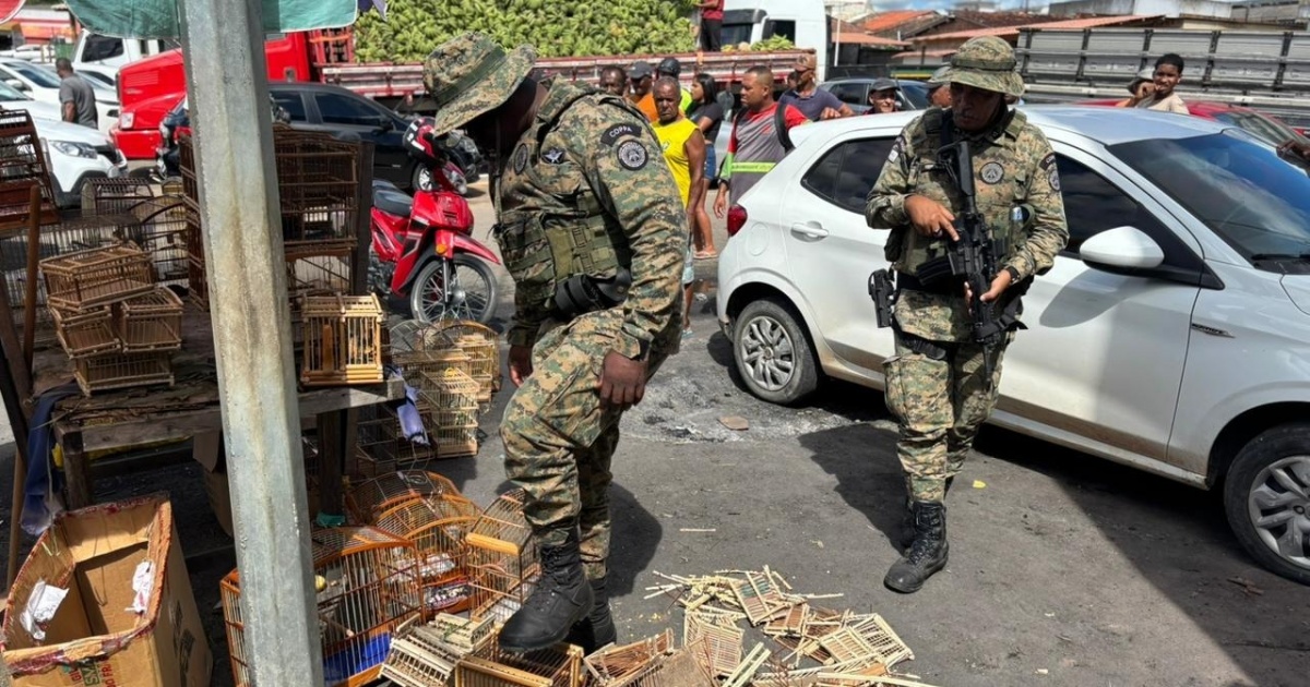 Batida da PM em feiras livres resgata 65 animais silvestres e captura 5 suspeitos em Alagoinhas e Feira de Santana