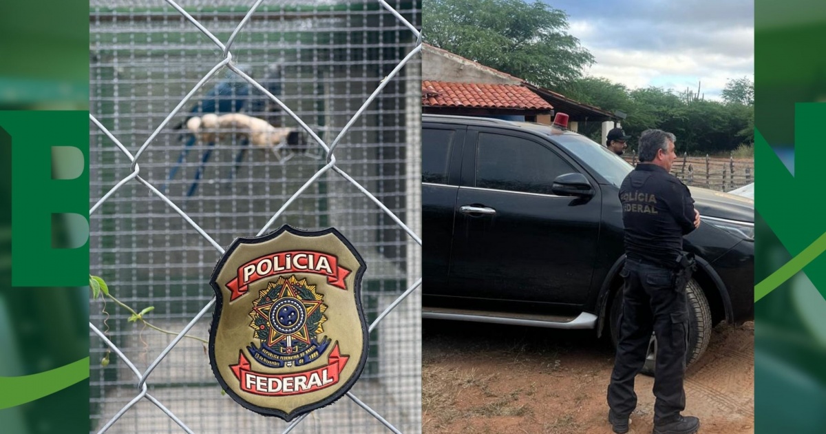 PF e ICMBio deflagram operação para proteger ararinhas-azuis ameaçadas de extinção na Bahia