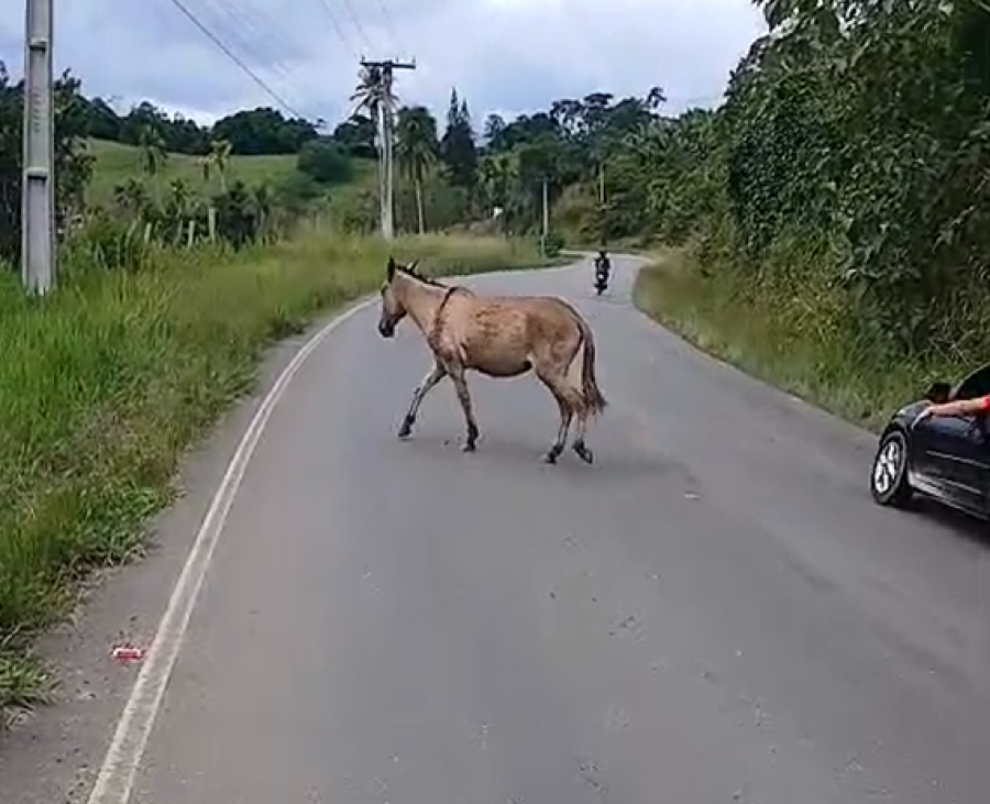 Presença de animal na pista na Reunidas acende alerta para quem trafega pela BA-120
