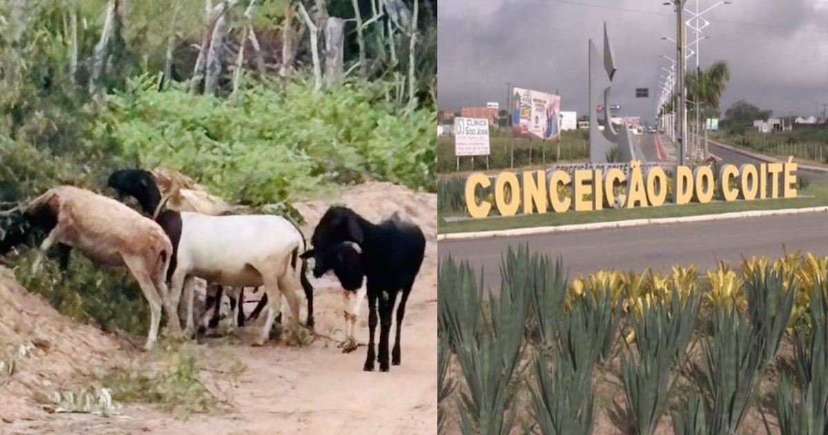 Caprinos são resgatados e devolvidos ao dono em Conceição do Coité