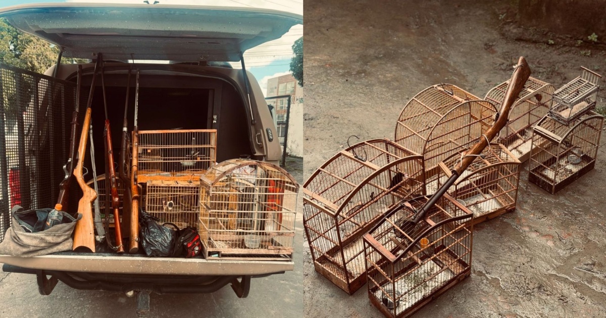 Operação Bioma apreende armas de fogo e resgata 137 aves silvestres no Recôncavo baiano 