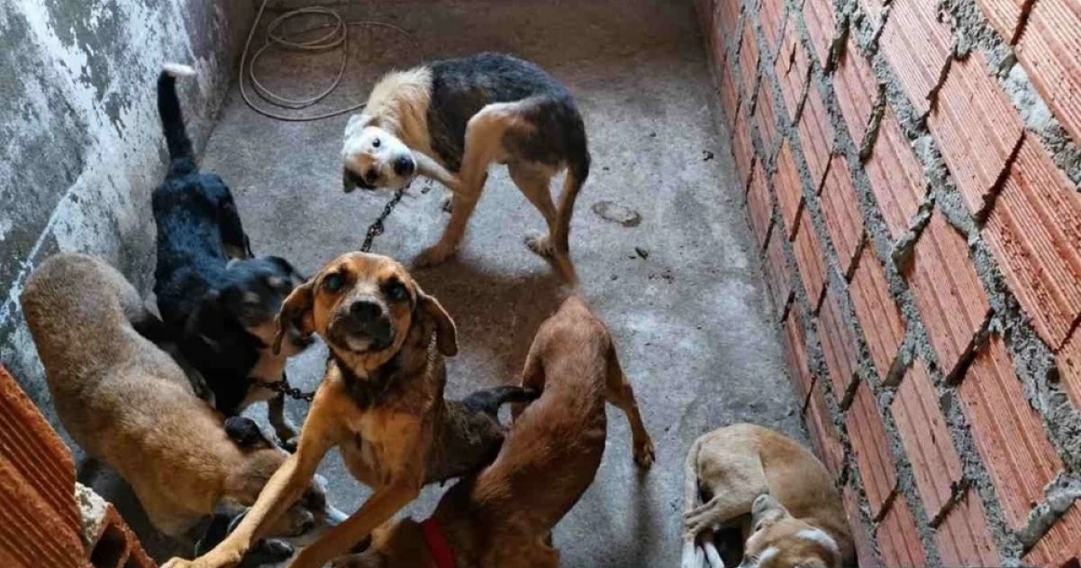 Suspeito de realizar eutanásia irregular em cães é preso em flagrante em Feira de Santana