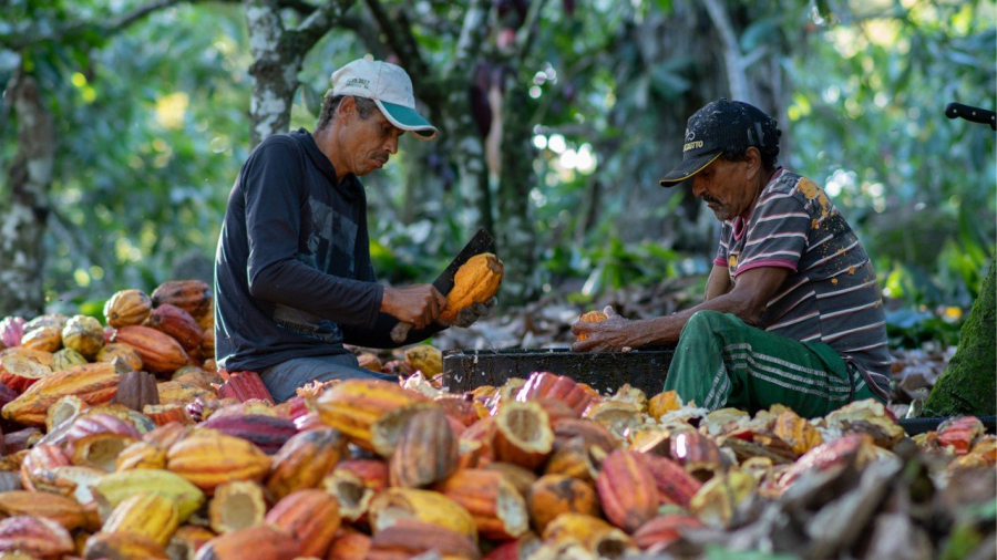 Preço do cacau volta a subir no mercado internacional e arroba chega a R$ 240 na Bahia