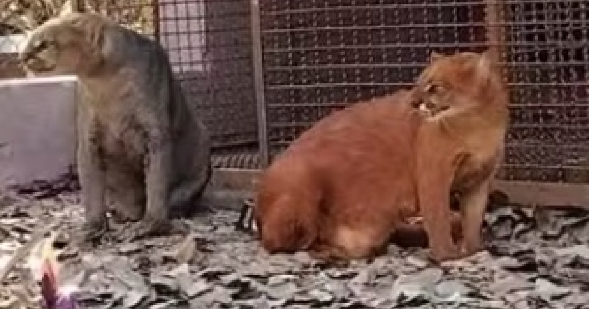 Parque em Barreiras recebe casal de gatos ameaçados de extinção e abre votação para escolha de nomes