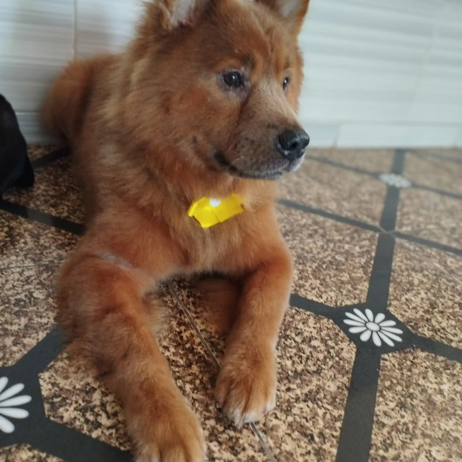 Campanha busca arrecadar recursos para cirurgia urgente de cachorro