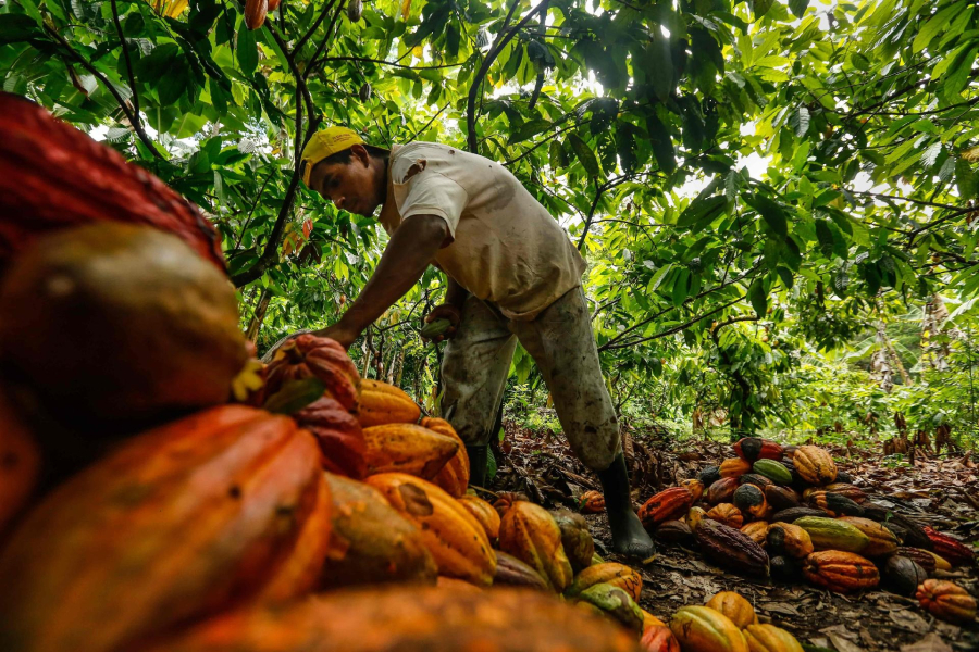 El Niño aumenta preocupação com produção mundial de cacau para a próxima safra