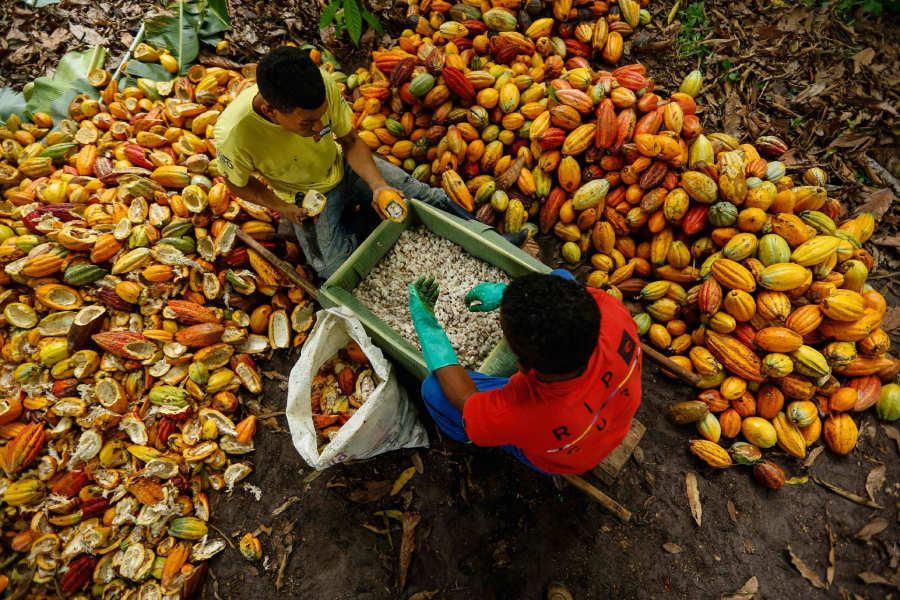Arroba do cacau volta a superar R$ 350 na região com valorização do mercado
