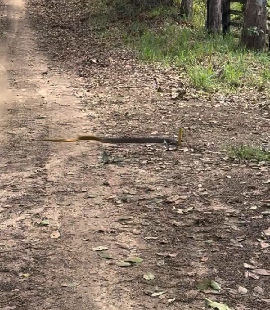 Cobra surpreende moradores durante passagem por estrada rural em Piraí do Norte