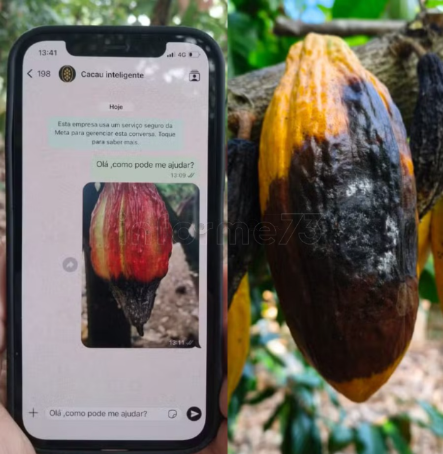 Novo aplicativo ajuda produtores de cacau a identificar doenças na lavoura; saiba como testar