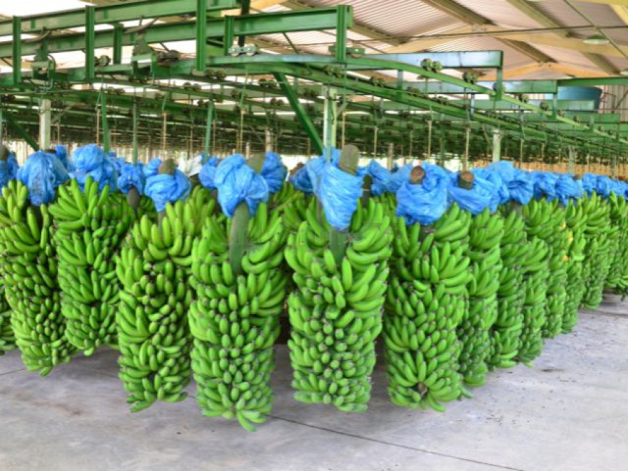 Produtores de banana bloqueiam transporte da fruta e cobram preço justo na Bahia