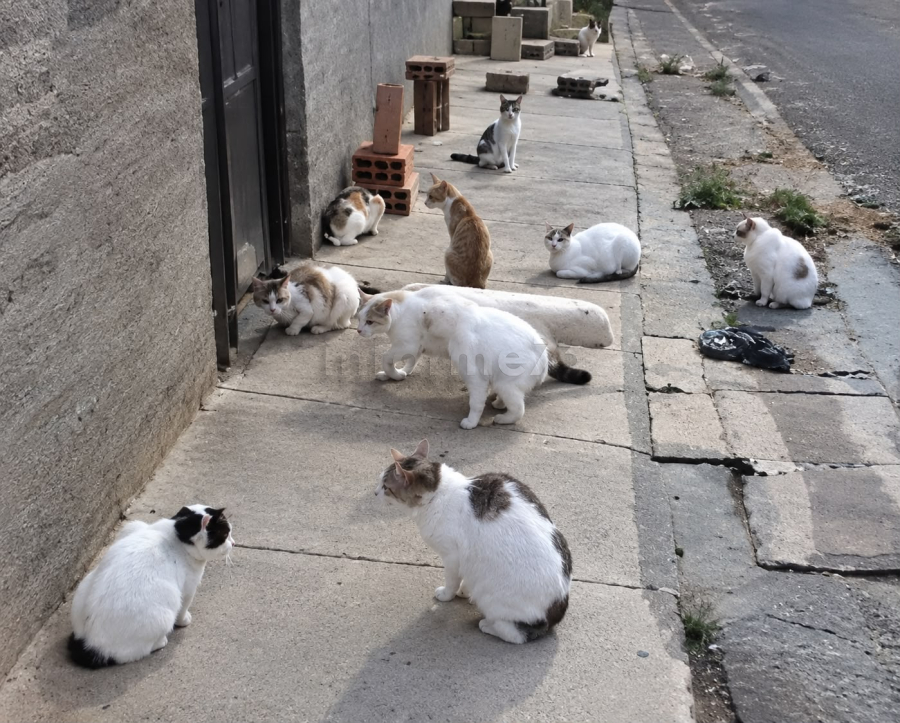 Grande quantidade de gatos é vista no bairro parque turístico em Gandu 