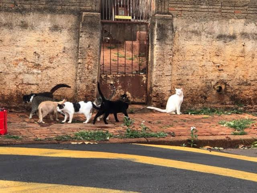 Quantidade de gatos chama a atenção em Gandu