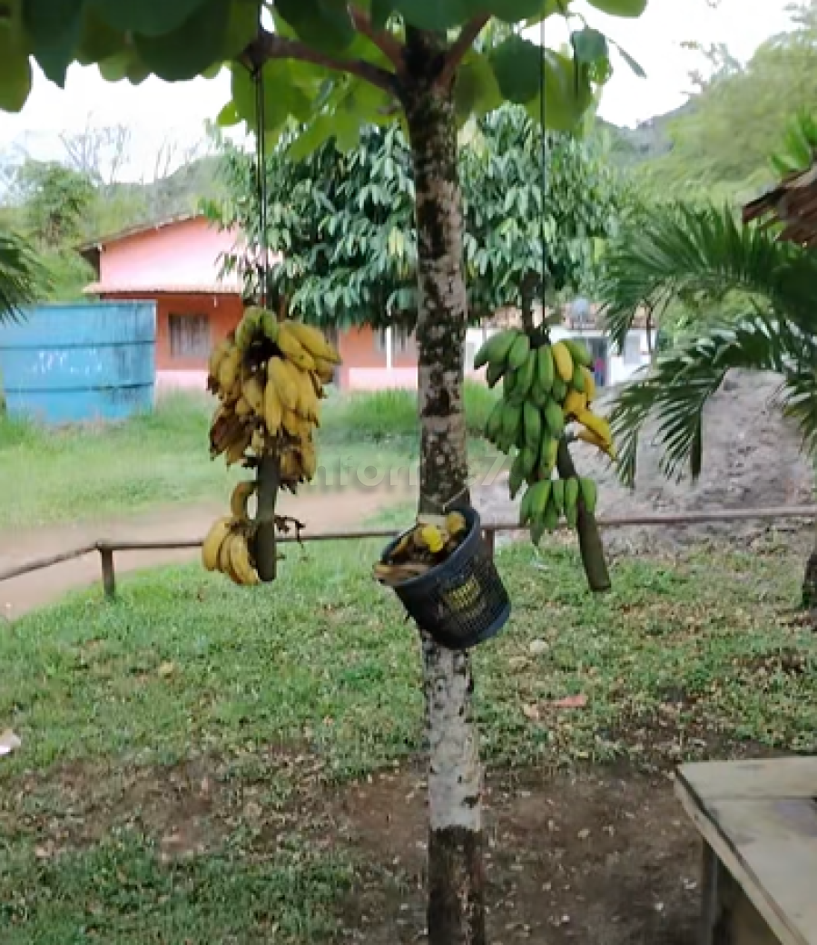 Cachos de banana são deixados à beira de estrada para quem quiser pegar em região de Wenceslau Guimarães