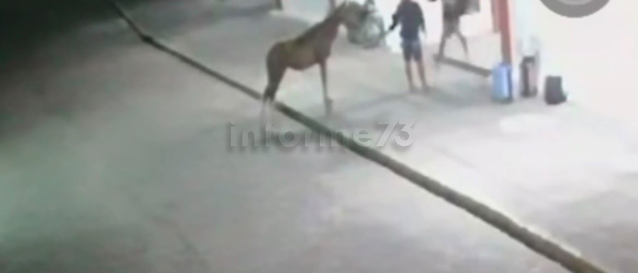 Homem usa cavalo para cometer assalto em lanchonete no interior da Bahia