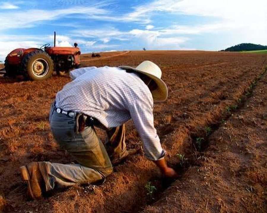 Empresa abre oportunidade de emprego na área agrícola em cidade da região