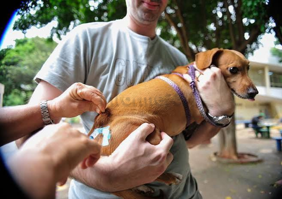 Gandu realiza vacinação antirrábica para cães e gatos nesta sexta-feira (23)